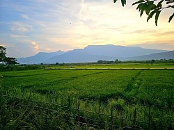 View from the road when cycling around Champasak village (4-8km)